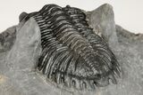 2.6" Detailed Hollardops Trilobite - Nice Eye Facets - #202960-1